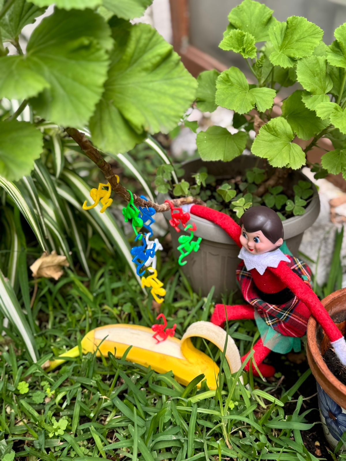 2026 -THE ELF HUT MEXICAN PURAS MEXICANAS
